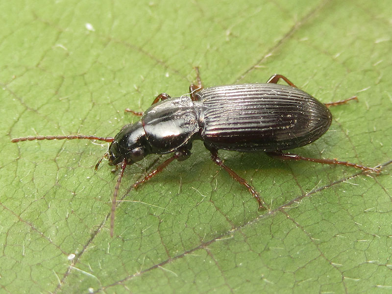 Carabidae: Pterostichus strenuus